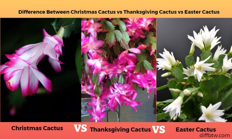 Christmas Cactus vs. Thanksgiving Cactus vs. Easter Cactus